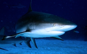 MediaEarth - Bahamas 2017 - DSC02428_rc - Caribbean reef shark - Requin gris des caraibes - Carcharhinus perezi